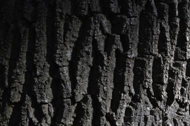 Ağaç gövdesinin dokusu, ağaç kabuğu, doğal doku, ahşap zemin. Yüksek kalite fotoğraf