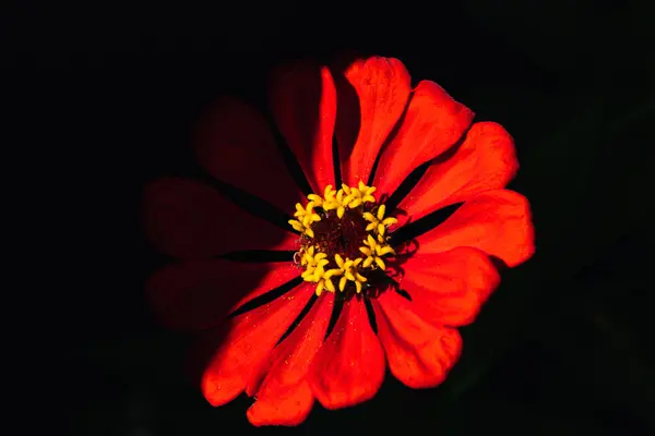 stock image close up beautiful red zinnia flower.Half shadow.Isolated on a black background. High quality photo