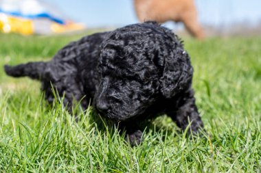 Yavru köpekler ilk defa bahçeye çıkıyorlar..