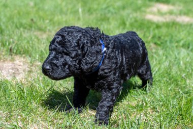 Yavru köpekler ilk defa bahçeye çıkıyorlar..