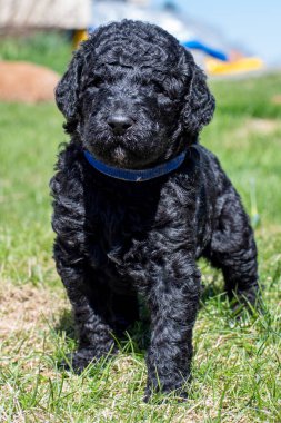 Yavru köpekler ilk defa bahçeye çıkıyorlar..