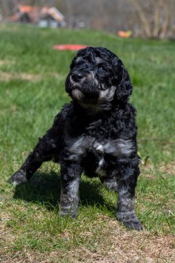 Yavru köpekler ilk defa bahçeye çıkıyorlar..