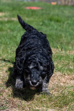Yavru köpekler ilk defa bahçeye çıkıyorlar..