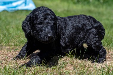 Yavru köpekler ilk defa bahçeye çıkıyorlar..