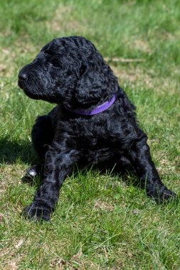 Yavru köpekler ilk defa bahçeye çıkıyorlar..