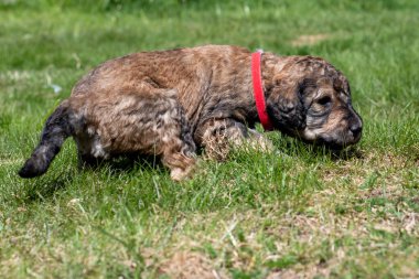 Yavru köpekler ilk defa bahçeye çıkıyorlar..