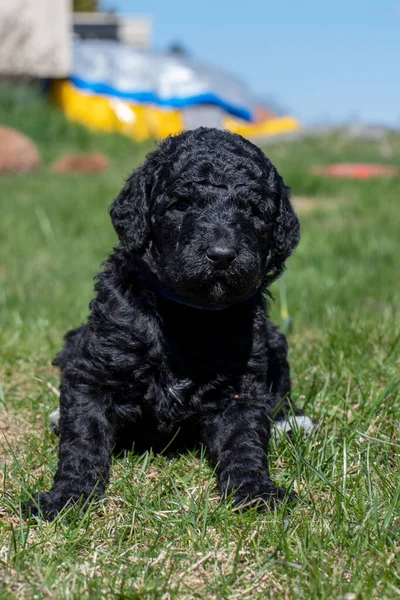 Yavru köpekler ilk defa bahçeye çıkıyorlar..