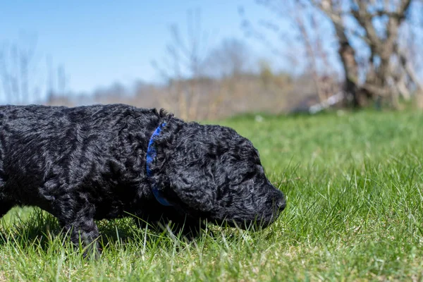 Yavru köpekler ilk defa bahçeye çıkıyorlar..