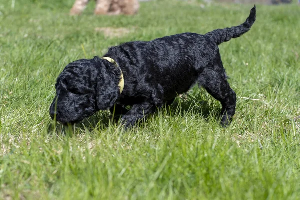 Yavru köpekler ilk defa bahçeye çıkıyorlar..