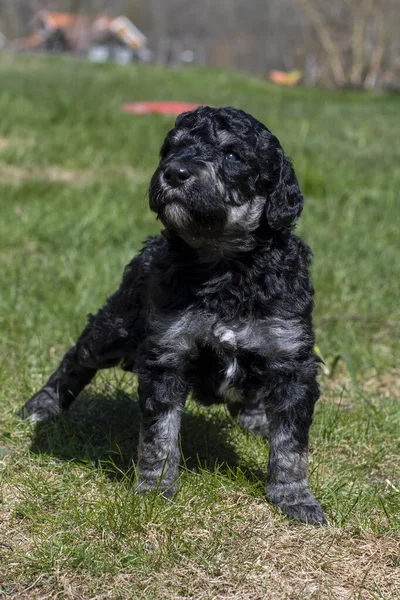Poodle Puppies First Time Out Garden — Stock Photo, Image