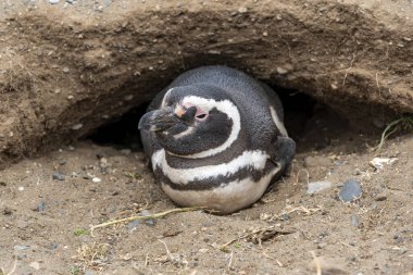 Macellan Boğazı 'ndaki Magdalena Adası' nda Penguen rezervi. 