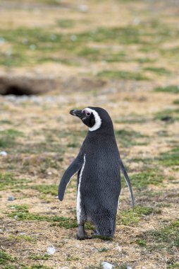 Macellan Boğazı 'ndaki Magdalena Adası' nda Penguen rezervi. 