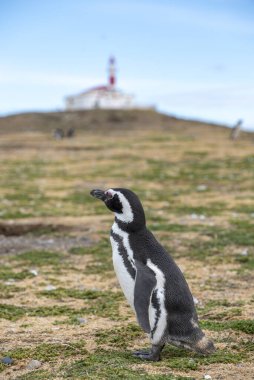 Macellan Boğazı 'ndaki Magdalena Adası' nda Penguen rezervi. 