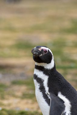Macellan Boğazı 'ndaki Magdalena Adası' nda Penguen rezervi. 