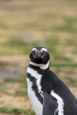 Macellan Boğazı 'ndaki Magdalena Adası' nda Penguen rezervi. 