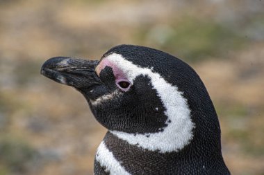 Macellan Boğazı 'ndaki Magdalena Adası' nda Penguen rezervi. 