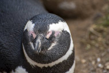 Macellan Boğazı 'ndaki Magdalena Adası' nda Penguen rezervi. 