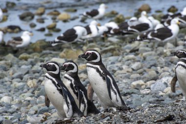 Macellan Boğazı 'ndaki Magdalena Adası' nda Penguen rezervi. 