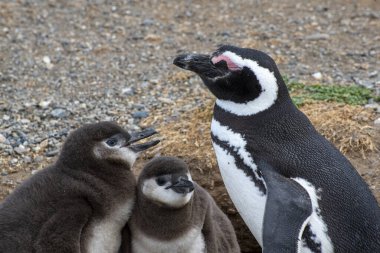 Macellan Boğazı 'ndaki Magdalena Adası' nda Penguen rezervi. 