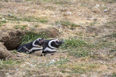 Macellan Boğazı 'ndaki Magdalena Adası' nda Penguen rezervi. 