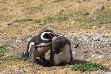Macellan Boğazı 'ndaki Magdalena Adası' nda Penguen rezervi. 