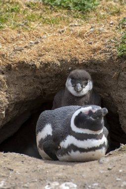 Macellan Boğazı 'ndaki Magdalena Adası' nda Penguen rezervi. 