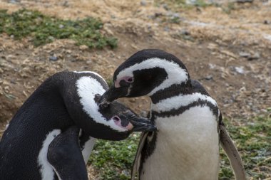 Macellan Boğazı 'ndaki Magdalena Adası' nda Penguen rezervi. 