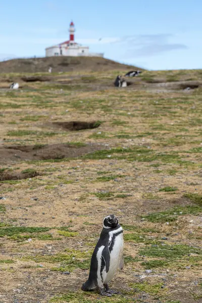 Macellan Boğazı 'ndaki Magdalena Adası' nda Penguen rezervi. 