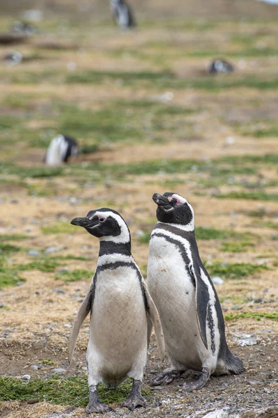 Macellan Boğazı 'ndaki Magdalena Adası' nda Penguen rezervi. 