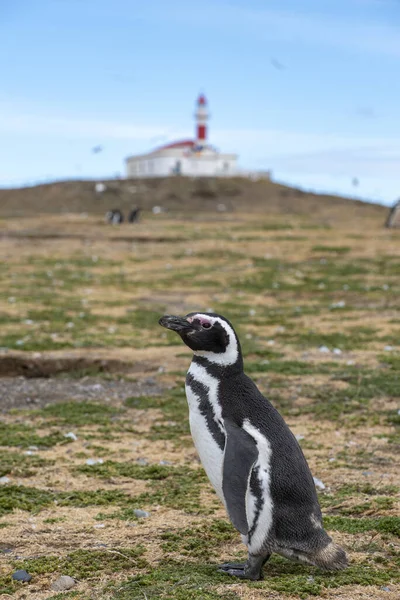Macellan Boğazı 'ndaki Magdalena Adası' nda Penguen rezervi. 