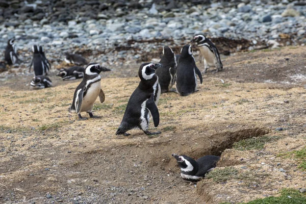 Macellan Boğazı 'ndaki Magdalena Adası' nda Penguen rezervi. 