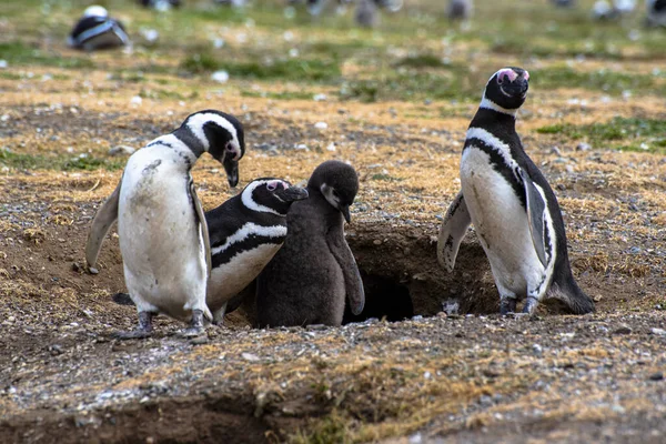 Macellan Boğazı 'ndaki Magdalena Adası' nda Penguen rezervi. 