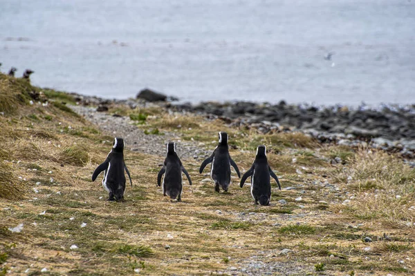 Macellan Boğazı 'ndaki Magdalena Adası' nda Penguen rezervi. 