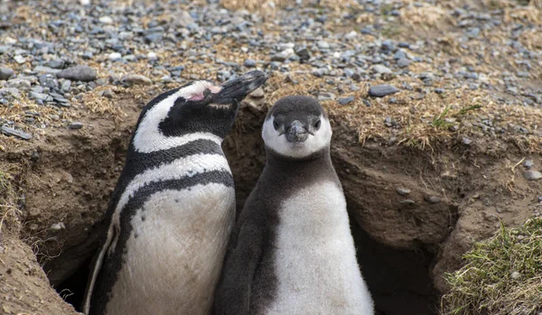 Macellan Boğazı 'ndaki Magdalena Adası' nda Penguen rezervi. 
