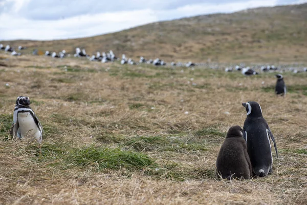 Macellan Boğazı 'ndaki Magdalena Adası' nda Penguen rezervi. 