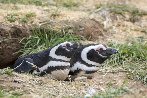 Macellan Boğazı 'ndaki Magdalena Adası' nda Penguen rezervi. 