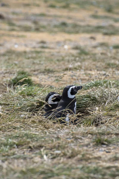 Macellan Boğazı 'ndaki Magdalena Adası' nda Penguen rezervi. 