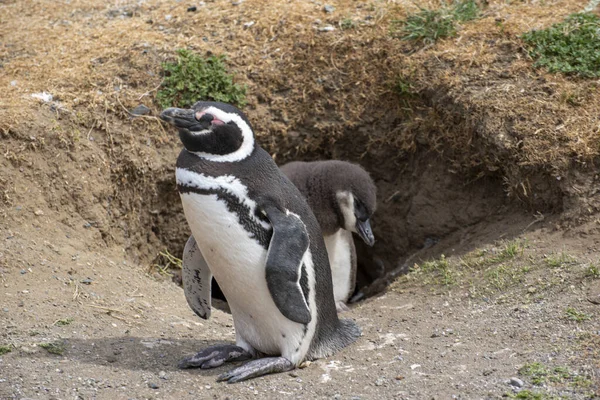 Macellan Boğazı 'ndaki Magdalena Adası' nda Penguen rezervi. 