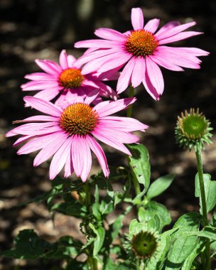 Coneflower (Echinacea purpurea), yazın çiçekleri