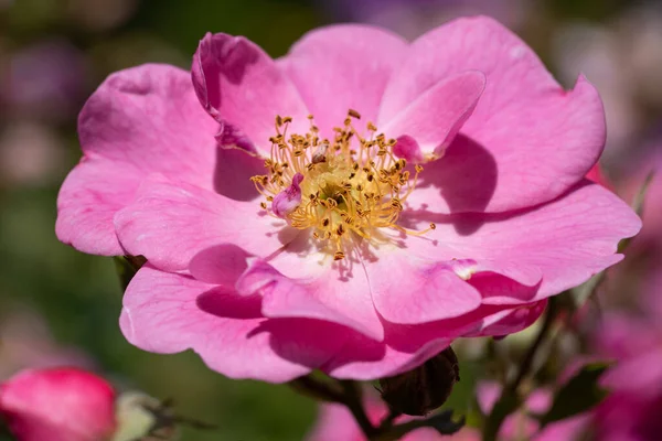 Blisko Obraz Kwiatu Róży Kwiat Latem Przyjazny Pszczołom — Zdjęcie stockowe