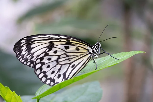 stock image Large tree nymph butterfly (Idea leuconoe), close-up of the butterfly