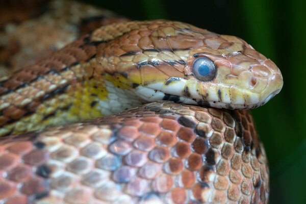 Eastern Corn Snake (Pantherophis ggbhatus), close up
 