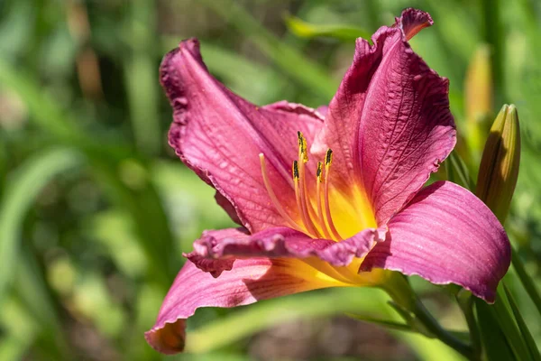 stock image Day lily (Hemerocallis), close up of the flower head