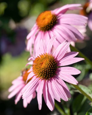 Coneflower (Echinacea purpurea), yazın çiçekleri