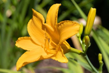 Day Lily (Hemerocallis), çiçeğin başını kapat