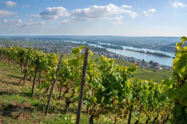 RUEDESHEIM, GERMANY - 8 Ekim 2021: Ren Vadisi 'nin üzüm bağları içinde Ruedesheim güzel bir sonbahar gününde 8 Ekim 2021' de Almanya 'da