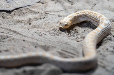 Teksas domuz burunlu yılanının yakın plan görüntüsü (Heterodon nasicus)