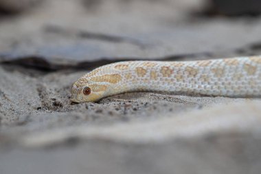 Teksas domuz burunlu yılanının yakın plan görüntüsü (Heterodon nasicus)