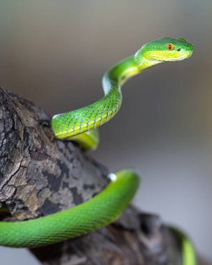 Yeşil Çukur Viper 'ın (Trimeresurus albolabris)