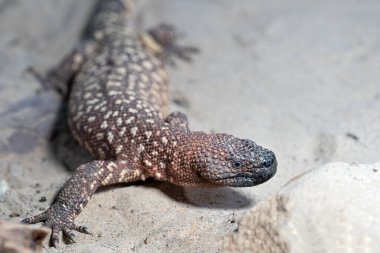 Meksika boncuklu kertenkelenin (Heloderma horridum) yakın plan resmi)